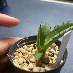 多肉植物　アガベ　チタノタ　キョウト　京都①の画像