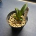 ランキングキーワードに紐づく投稿画像-多肉植物