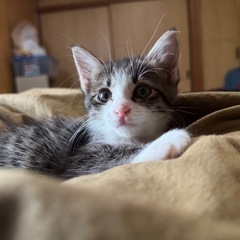 甘えん坊きじ白子猫