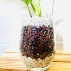 ヒメモンステラ　ラフィドフォラ　テトラスペルマ　観葉植物　ハイドロカルチャーの画像
