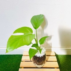 ヒメモンステラ　ラフィドフォラ　テトラスペルマ　観葉植物　ハイドロカルチャーの画像