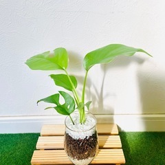 ヒメモンステラ　ラフィドフォラ　テトラスペルマ　観葉植物　ハイドロカルチャーの画像