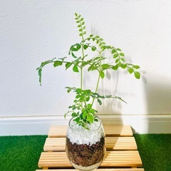 シマトネリコ　観葉植物　ハイドロカルチャー【Ｂ】の画像