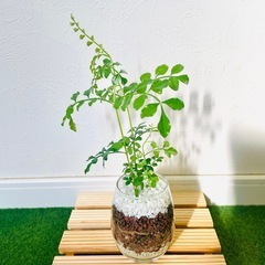 シマトネリコ　観葉植物　ハイドロカルチャー【Ｂ】の画像
