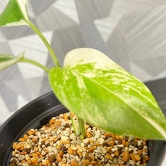 【観葉植物】モンステラホワイトタイガー　根っこつよし強し鉢つ付きの画像