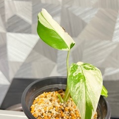 【観葉植物】モンステラホワイトタイガー　根っこつよし強し鉢つ付きの画像