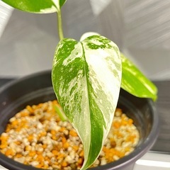 【観葉植物】モンステラホワイトタイガー　根っこつよし強し鉢つ付きの画像