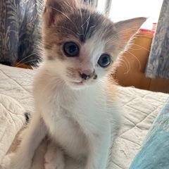 チョビ髭が可愛い三毛猫