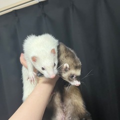 フェレット2匹一緒に引き取ってもらえる方をお探ししています。