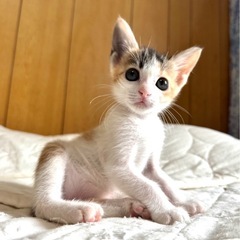 甘えん坊三毛猫（ハンディあります）