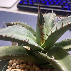多肉植物　アガベ　チタノタ④　オテロイの画像