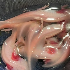 ウーパールーパーの画像