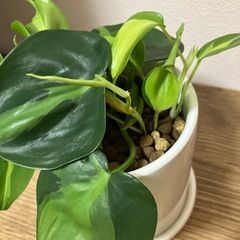 観葉植物の画像