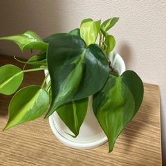 観葉植物の画像