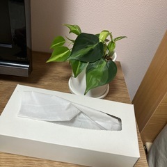 観葉植物の画像