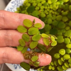 無料 浮草各種オオサンショウモ /メダカ用の画像