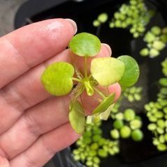 無料 浮草各種オオサンショウモ /メダカ用の画像