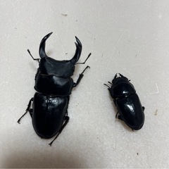 専用ページ　オオクワガタ4ペアの画像