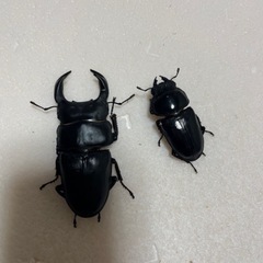 専用ページ　オオクワガタ4ペアの画像