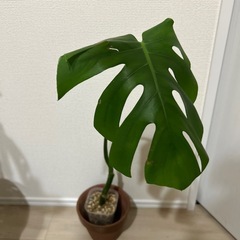 モンステラ　デリシオーサの画像