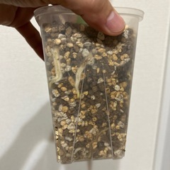 モンステラ　デリシオーサの画像