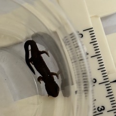アカハライモリ　幼体　両生類の画像