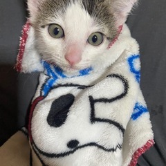 １ヶ月程の可愛い すももちゃん︎︎ ♀