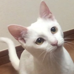 たくさん遊んで欲しいな〜猫じゃらし大好き！ティアちゃん