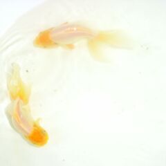 金魚-白いオランダの画像