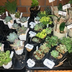 多肉の寄植えに使える一石二鳥セットだよｯ!の画像