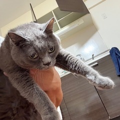 シャルトリュー？