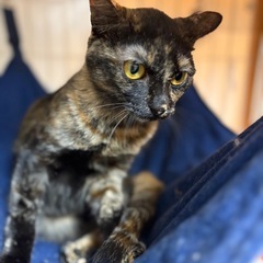【サビミケ子猫】🐈‍⬛めちゃくちゃ可愛い4ヶ月の女の子🩷し…