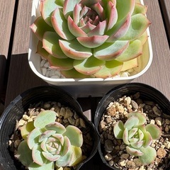 【多肉植物】エケベリア　シルエットの画像