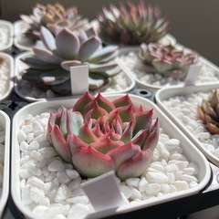 【多肉植物】エケベリア　シルエットの画像