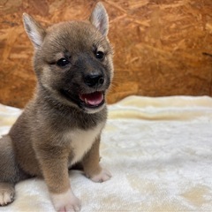柴犬子犬5匹の里親さん募集