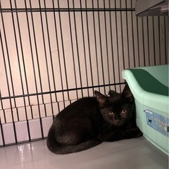 黒猫女子