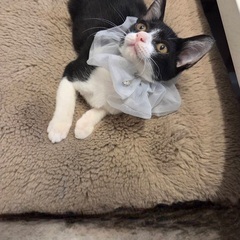 きのこ山のきくらげちゃん