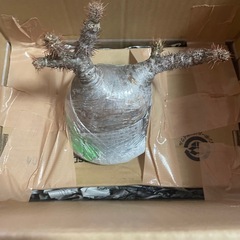 発送の場合の梱包の画像