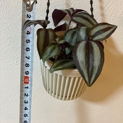 【観葉植物】トラディスカンティア　セブリナの画像