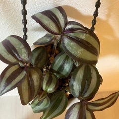 【観葉植物】トラディスカンティア　セブリナの画像