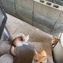 外で生まれました - 猫