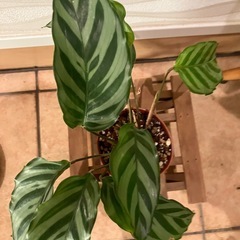 【観葉植物】カラテア　フレディの画像