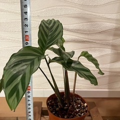 【観葉植物】カラテア　フレディの画像