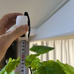 【8,000円】ウンベラータ 大型観葉植物 高さ約190cm｜大阪市西区南堀江 引き取り限定の画像