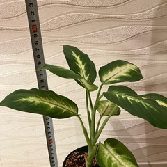 【観葉植物】ディフェンバキア　カミーラの画像