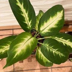 【観葉植物】ディフェンバキア　カミーラの画像