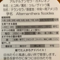 アルテルナンテラ　アルテンナンセラ　カメレオン購入株の画像