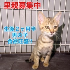 食欲旺盛な男の子