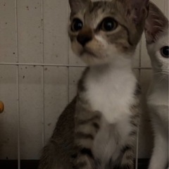 お鼻周りが可愛い　キジ白男の子
