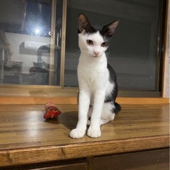 黒白ハチワレ　はっちゃん